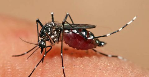 1,058 dengue patients undergoing treatment in country