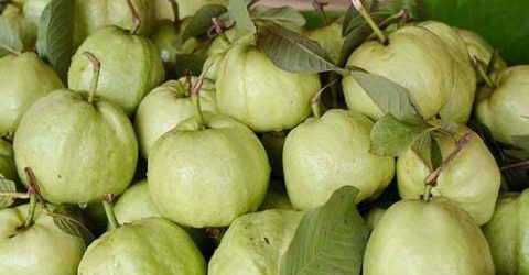 Commercial guava farming gains popularity in Rajshahi