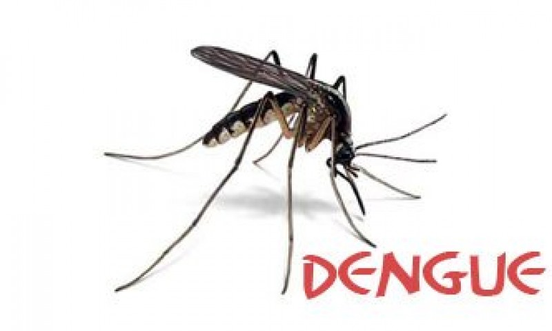 Seven new dengue patients admitted to hospitals in 24 hrs: DGHS