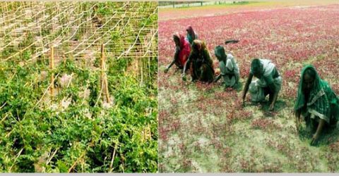 Rangpur region to produce record 9-lakh tonnes winter vegetables
