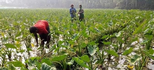 Khulna farmers become self reliant by farming arum-lobe