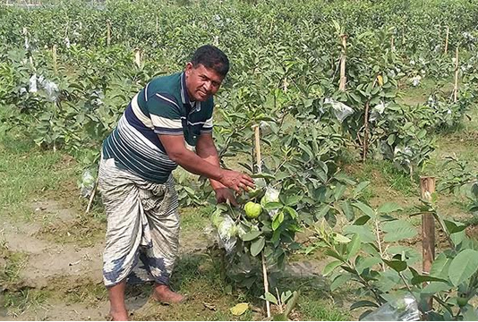 Guava farming delights many farmers in Rajshahi