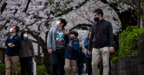 Japan sees earliest cherry blossoms on record as climate warms