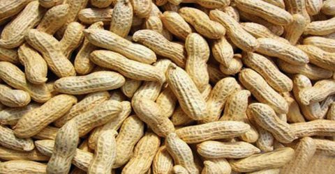 Groundnut farmers happy over bumper yield, fair prize in Panchagarh