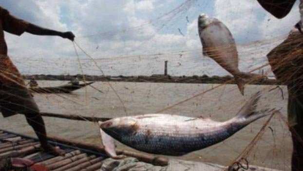 22-day ban on hilsa catching begins this midnight