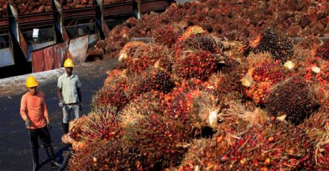 Indonesia to lift palm oil export ban starting next Monday