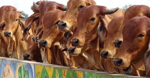 ‘Digital Cattle Market’ getting popularity on Eid-ul-Azha