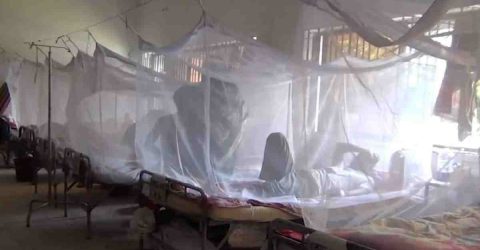 61 more dengue patients hospitalised in 24 hrs