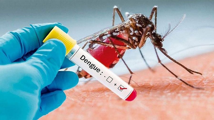 Dengue claims six lives, 559 hospitalized in 24 hrs