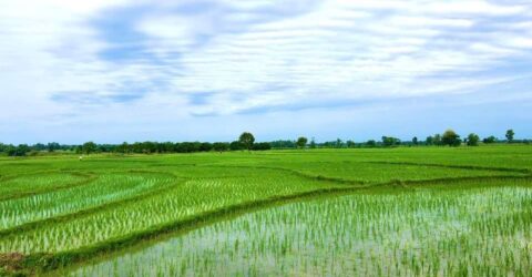 26.15 lakh tonnes of Aman rice production target in Rajshahi