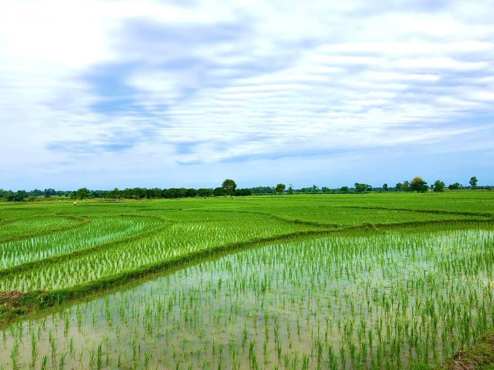 26.15 lakh tonnes of Aman rice production target in Rajshahi